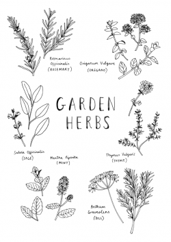buy herb online