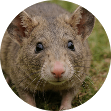 rodent control and wildlife removal